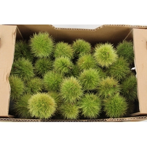 CASTANEA SATIVA BOX