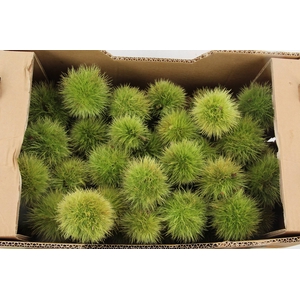 CASTANEA SATIVA BOX