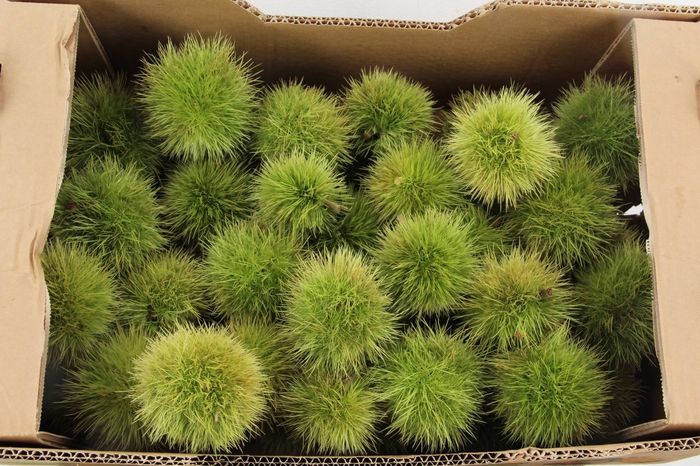 <h4>CASTANEA SATIVA BOX</h4>