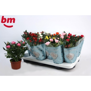 Rosa Beau Monde gemengd