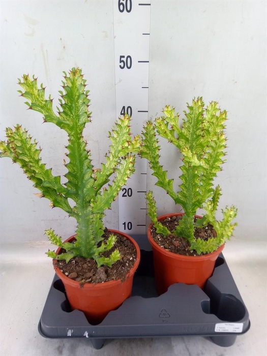 <h4>Euphorbia   ...</h4>