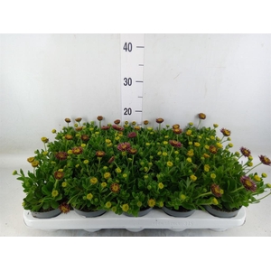 Osteospermum  'FlowPow Dbl Purple'