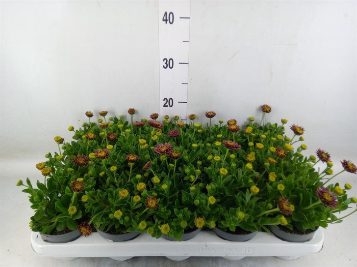 Osteospermum  'FlowPow Dbl Purple'