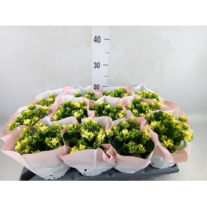 Kalanchoe   ...