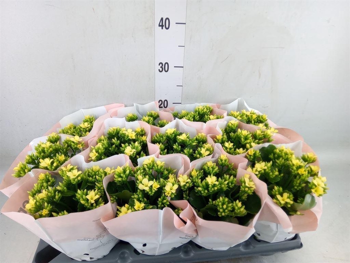 <h4>Kalanchoe   ...</h4>