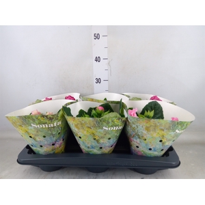 Sinningia  'Sonata'   ...mix
