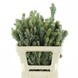 ADENANTHOS OV