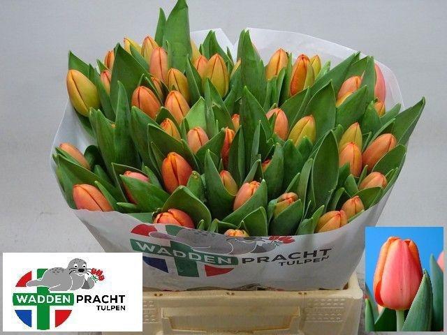 <h4>TU EN TIME OUT</h4>