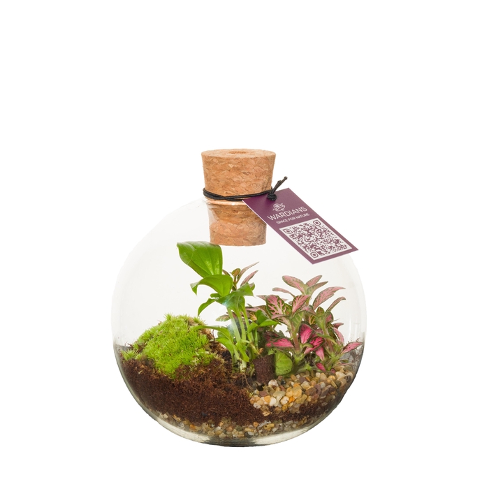 <h4>ARR KAMERPLANTEN H%</h4>