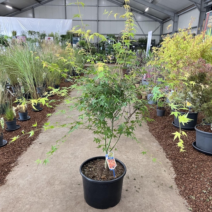 <h4>Acer palmatum Katsura</h4>