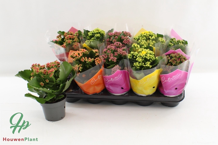 <h4>KAL GE GEM 5 KL</h4>