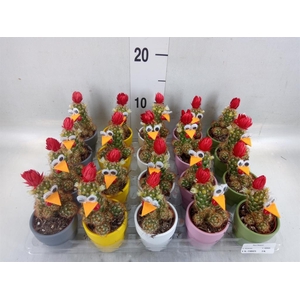 Cactus   ...decorated