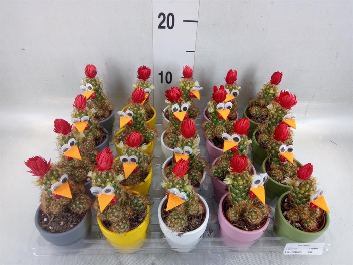 <h4>Cactus   ...decorated</h4>