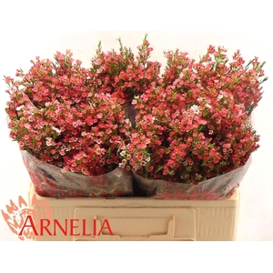 CHAME UN MY SWEET 16