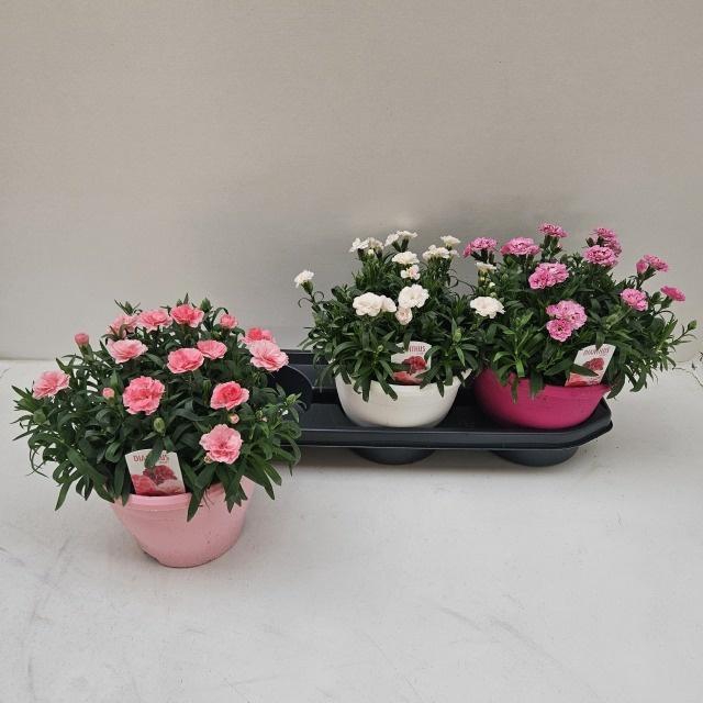 <h4>DIAN OSC GEM</h4>