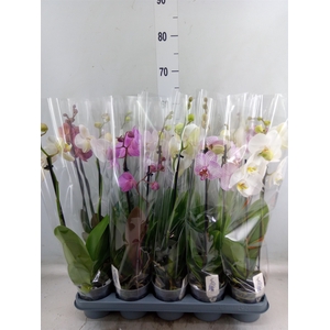 Phalaenopsis   ...mix