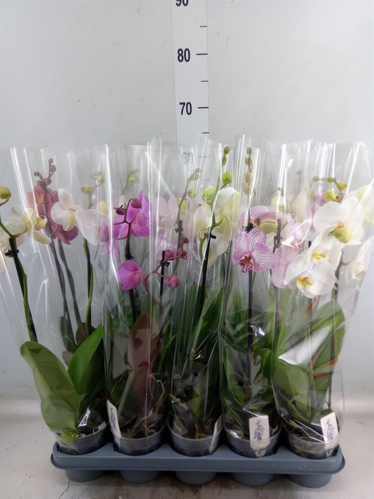 <h4>Phalaenopsis   ...mix</h4>