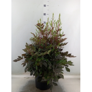 Astilbe arendsii 'Diamant'