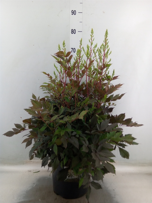 <h4>Astilbe arendsii 'Diamant'</h4>
