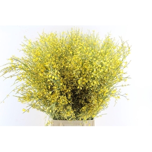 Ginster Yellow 400 Gram