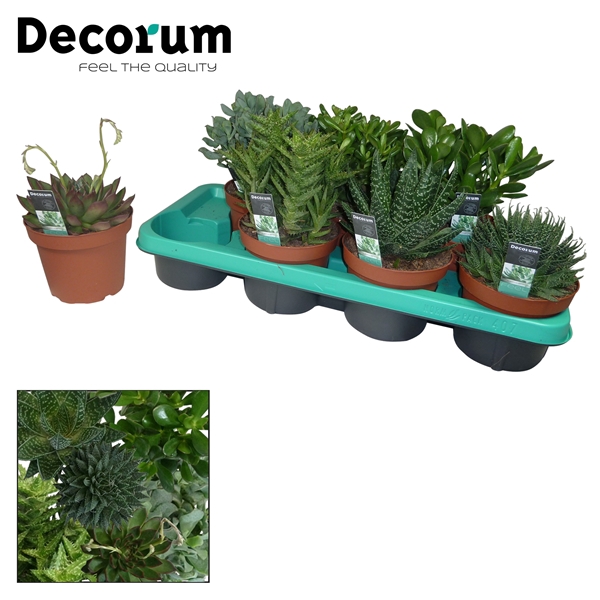 <h4>Succulenten mix 7 Soorten</h4>