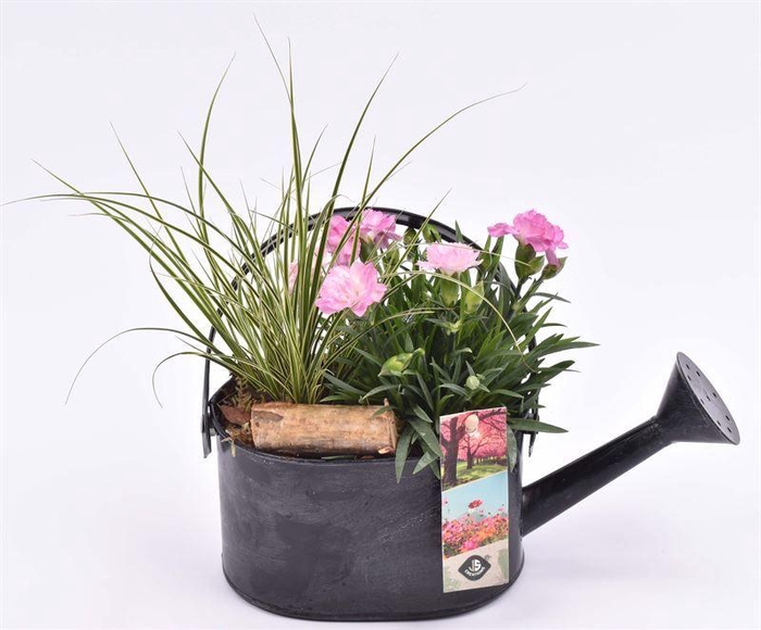 <h4>Zink gieter grijs 23x11cm</h4>