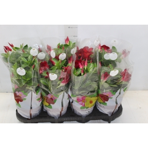 DIPLADENIA P15 VERMELHO