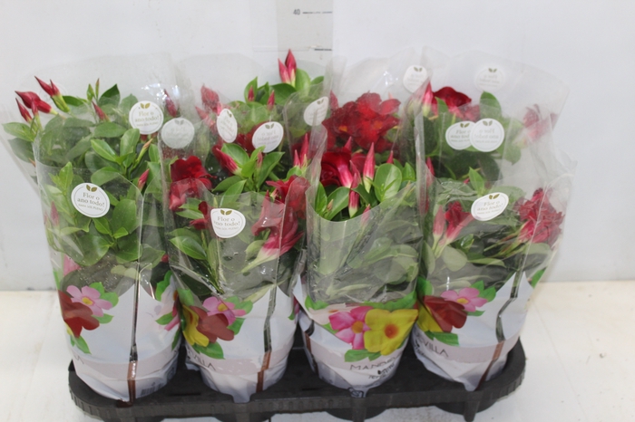 <h4>DIPLADENIA P15 VERMELHO</h4>
