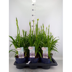 Agapanthus  'Amourette Superb'