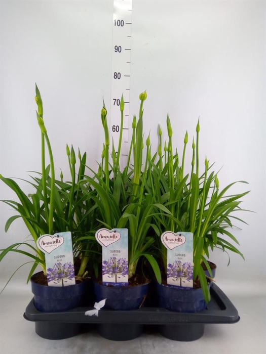 <h4>Agapanthus  'Amourette Superb'</h4>