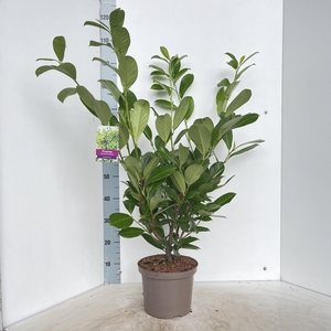 Prunus laur. 'Rotundifolia'