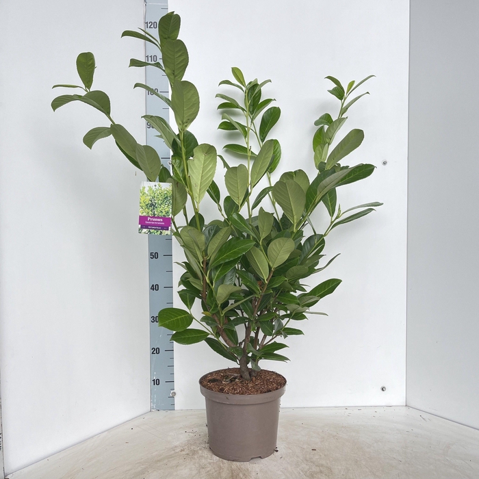 <h4>Prunus laur. 'Rotundifolia'</h4>