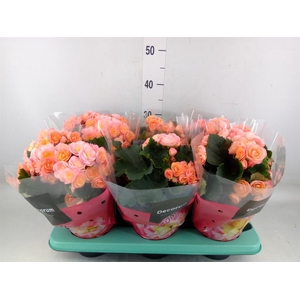 Begonia elat. DU 'Hailey Sunset'