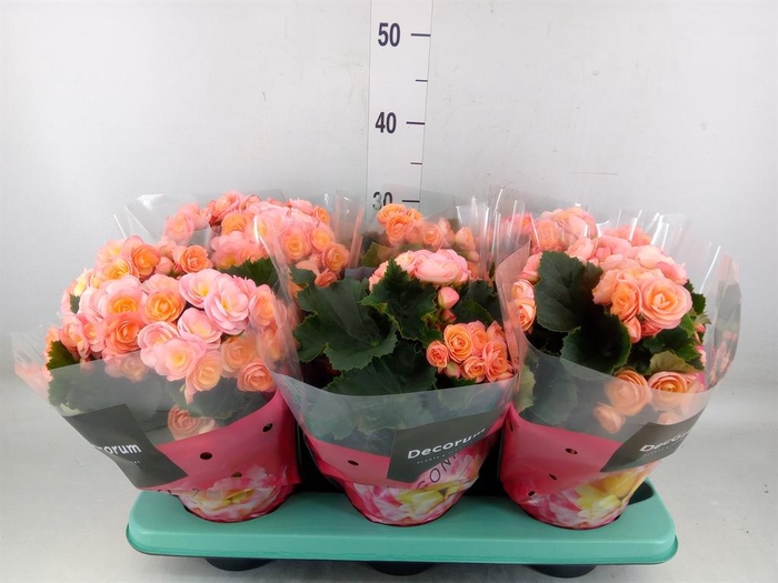 <h4>Begonia elat. DU 'Hailey Sunset'</h4>