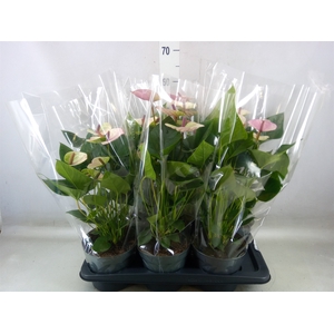 Anthurium andr. 'Laguna'