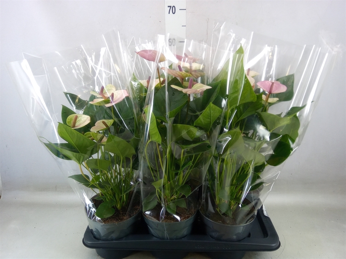 <h4>Anthurium andr. 'Laguna'</h4>