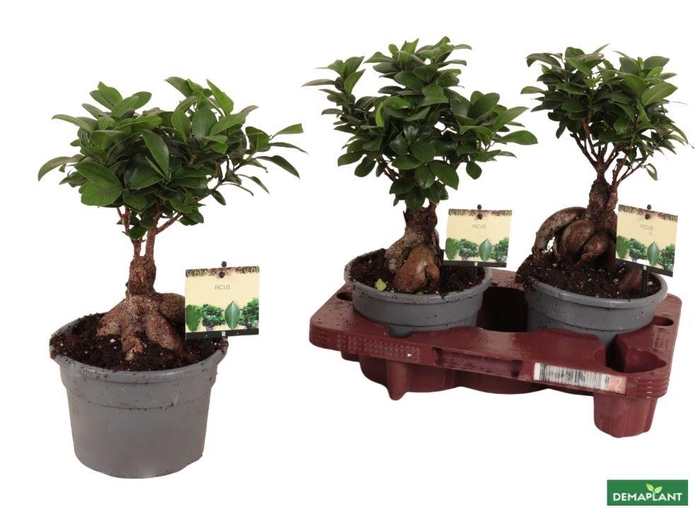 <h4>FIC MI GINSENG</h4>