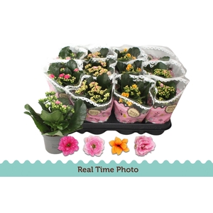 KAL GE GEM TWEEKL BL