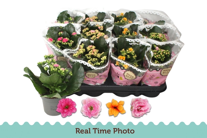 <h4>KAL GE GEM TWEEKL BL</h4>