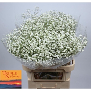 GYPS PA XLENCE