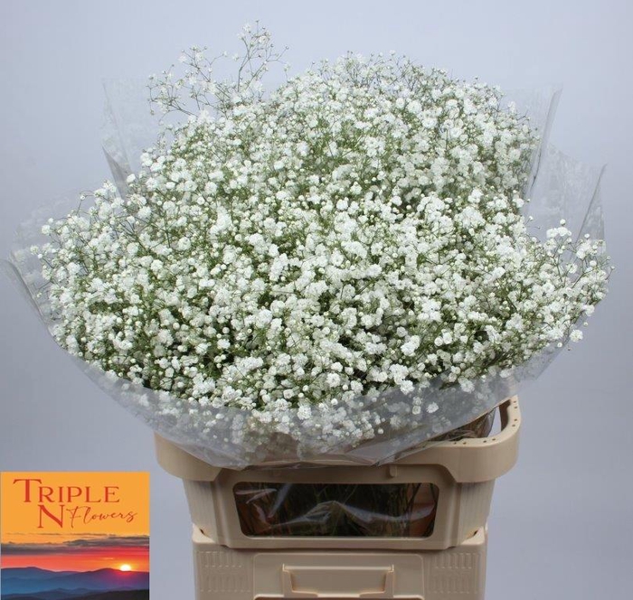 <h4>GYPS PA XLENCE</h4>