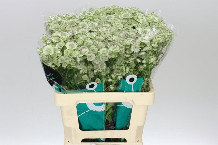 <h4>Astrantia Billion Stars</h4>