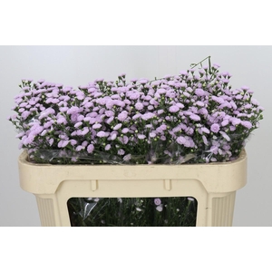 Aster Baby Pink Pearl