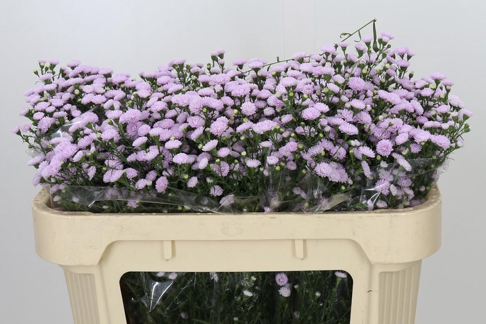 <h4>Aster Baby Pink Pearl</h4>