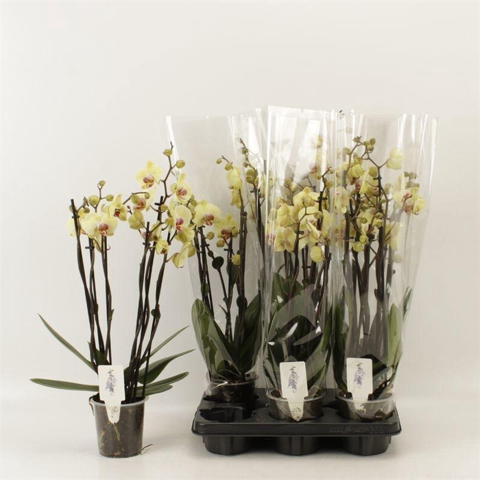 <h4>PHAL DESERT BREEZE</h4>