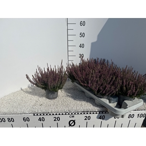 CALLU BL LAURA