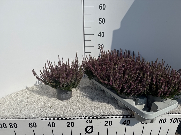 <h4>CALLU BL LAURA</h4>