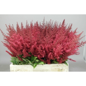 Astilbe Else Schluck