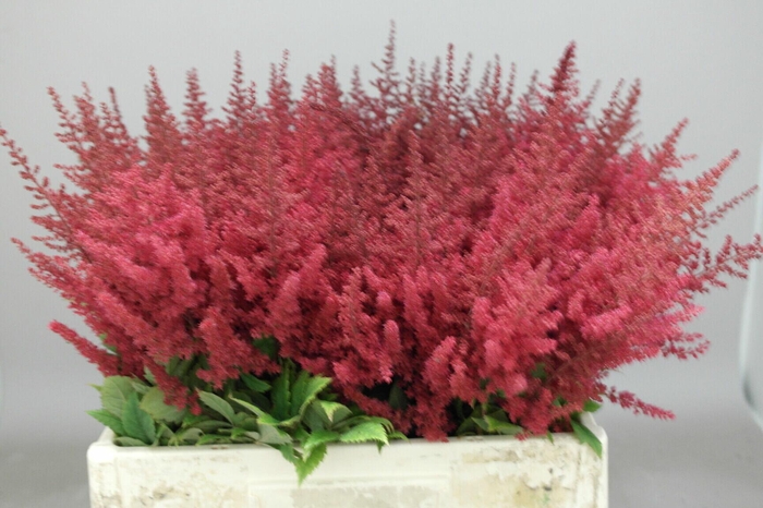 <h4>Astilbe Else Schluck</h4>