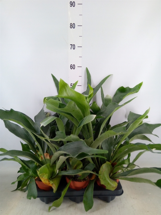<h4>Platycerium bifurc.</h4>